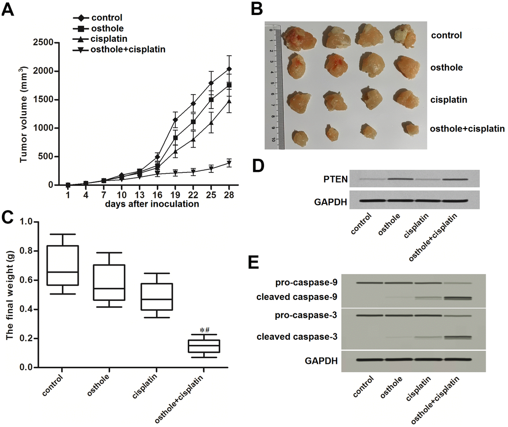 Osthole attenuated the cisplatin resistance of CD133 positive HCC in vivo. (A) Growth curve of CD133+ Huh7 originated tumors on nude mice which were treated with cisplatin (8 mg/kg) and osthole (20 mg/kg) twice a week. (B) Separated tumor tissues from nude mice after euthanasia. (C) The final weight of separated tumor tissues from nude mice after euthanasia. *Pvs. osthole treatment group, #Pvs. cisplatin treatment group. (D) Expression of PTEN in purified tumor tissues was tested by western blot analysis. (E) Activation of caspase-9 and caspase-3 in purified tumor tissues was tested by western blot analysis.