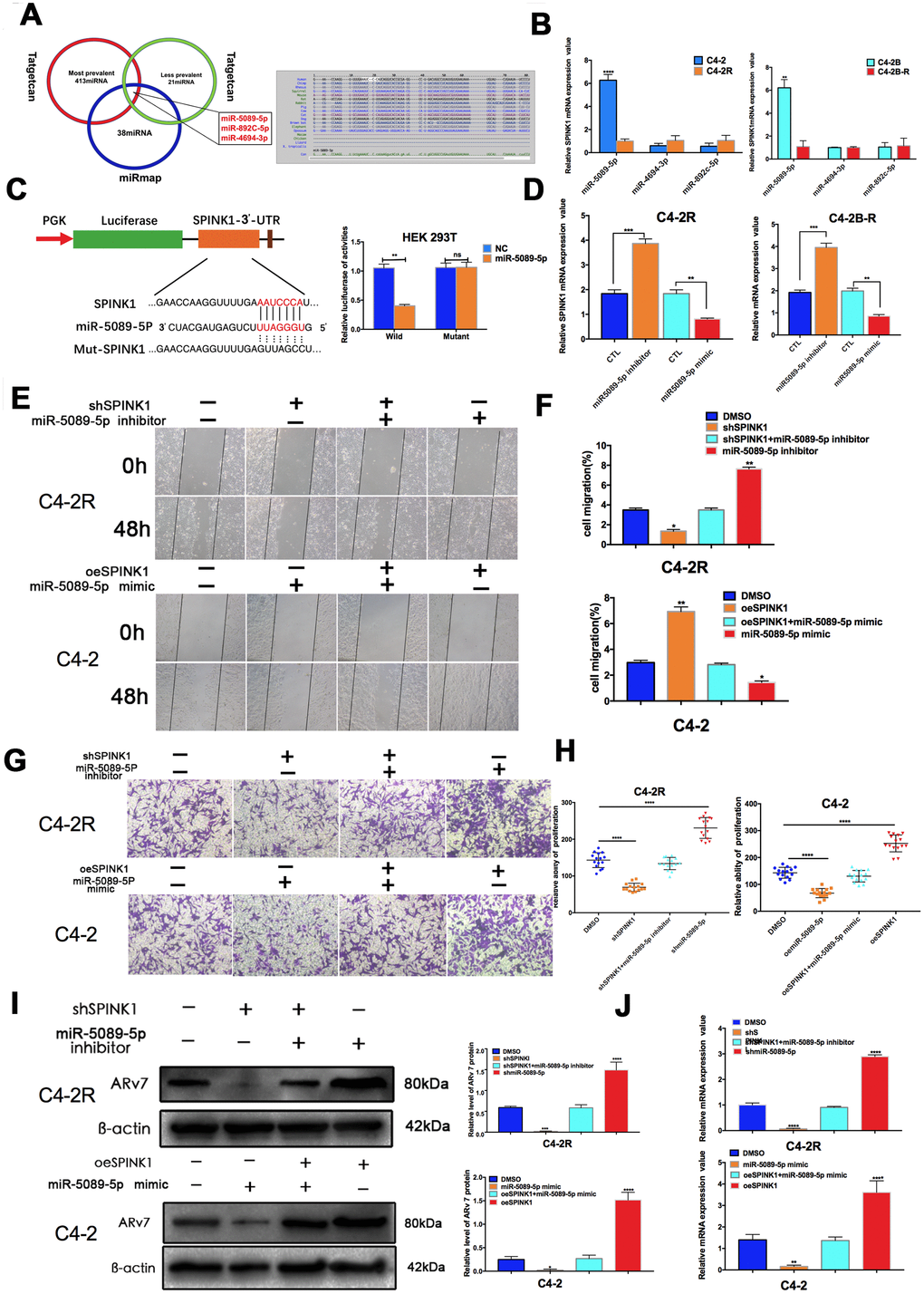 SPINK1 enhances Enz resistance and metastasis via miR-5089-5p inhibition. (A) Venn diagram (left panel) of SPINK1-targeting miRNAs predicted by miRmap and Targetscan. Putative miR-5089-5p binding sites on the 3′-UTR of SPINK1 (right panel). (B) qRT-PCR results showing differential expression of miR-5089-5p in C4-2R/C4-2B-R compared to C4-2/C4-2B cells. (C) Luciferase reporter construct with the wild-type or mutated SPINK1 3’UTR downstream of the firefly luciferase reporter gene (left panel). Luciferase reporter activity in HEK293T cells co-transfected with the respective constructs along with miR-5089-5p mimics (right panel). (D) SPINK1 mRNA levels in cells treated with the miR-5089-5p inhibitor and miR-5089-5p mimic. (E, F) The migration abilities of +/ shSPINK1 and +/ miR325p inhibitor C4-2R cells (upper panels), and +/ oeSPINK1 and +/ miR-5089-5p mimic C4-2 cells (lower panels) in the wound healing assay. Percentage of migrating cells are on the right panels. (G, H) The invasiveness of +/ shSPINK1 and +/ miR325p inhibitor C4-2R cells (upper panels), and +/ oeSPINK1 and +/ miR-5089-5p mimic C4-2 cells (lower panels) in transwell assay. Percentage of invading cells are on the right panels. (I) ARv7 protein levels in +/oeSPINK1 and +/miR-5089-5p mimic C4-2 cells (upper panels), and +/ shSPINK1 and +/ miR325p inhibitor C4-2R cells (lower panels). Relative protein levels are shown on the right. (J) ARv7 mRNA levels in +/oeSPINK1 and +/miR-5089-5p mimic C4-2 cells (upper panels), and +/ shSPINK1 and +/ miR325p inhibitor C4-2R cells (lower panels).