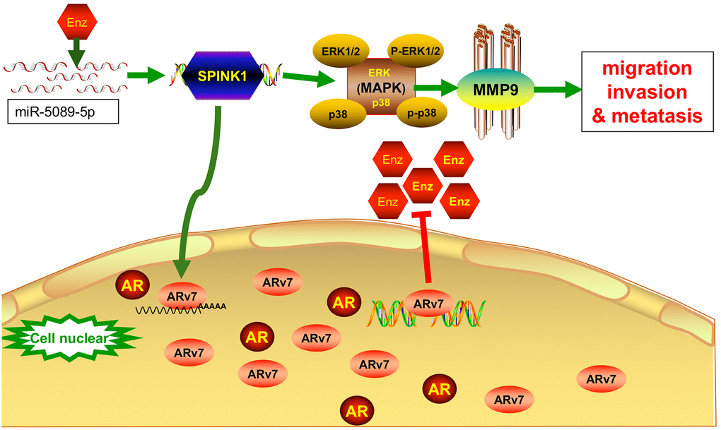 The miR-5089-5p-SPINK1 mediates Enz resistance by upregulating ARv7 and the miR-5089-5p-SPINK1/MAPK/MMP9 axis mediates metastasis. Enz treatment increase the expression of SPINK1 in Enz-resistant prostate cancer cells, which was negatively regulated by mirna5089-5p. Aberrantly high levels of SPINK enhances Enz resistance by upregulating ARv7, and promotes migration and invasion via ERK/p38/MMP9 signaling.