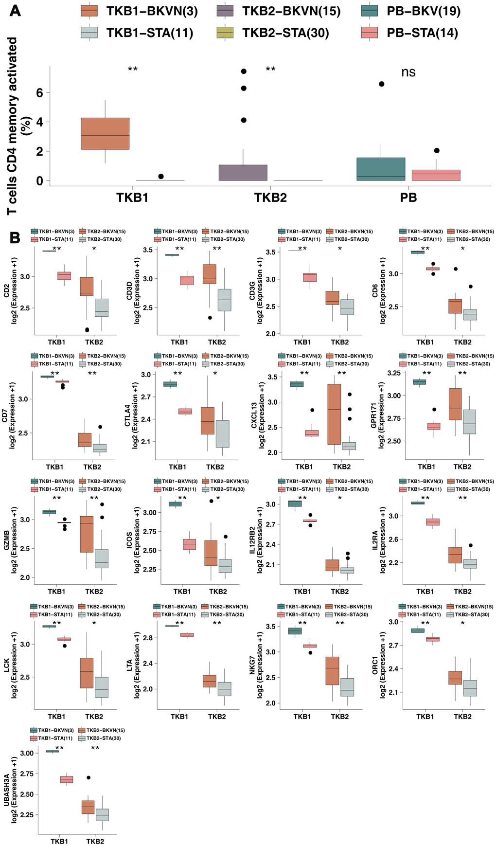 BKVN was associated with increased levels of activated memory CD4 T cells and their cell markers. (A) The proportions of activated memory CD4 T cells in the PB (STA and BKV), TKB1 (STA and BKVN) and TKB2 (STA and BKVN) datasets. (B) Comparison of the expression of cell markers of activated memory CD4 T cells between TKB1 (STA and BKVN) and TKB2 (STA and BKVN). The thick line represents the median value. The bottom and top of the boxes indicate the 25th and 75th percentiles (interquartile range). The whiskers encompass 1.5 times the interquartile range. *, P