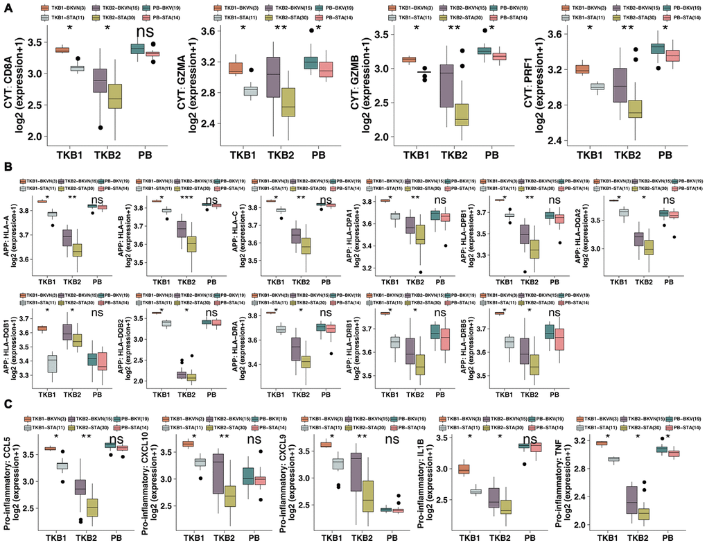 BKVN was associated with increased expression of immune-related genes. (A) The expression of CYT-related genes in the PB (STA and BKV), TKB1 (STA and BKVN) and TKB2 (STA and BKVN) datasets. (B) The expression of APP-related genes in the PB (STA and BKV), TKB1 (STA and BKVN) and TKB2 (STA and BKVN) datasets. (C) The expression of proinflammatory-related genes in the PB (STA and BKV), TKB1 (STA and BKVN) and TKB2 (STA and BKVN) datasets. The thick line represents the median value. The bottom and top of the boxes indicate the 25th and 75th percentiles (interquartile range). The whiskers encompass 1.5 times the interquartile range. *, P