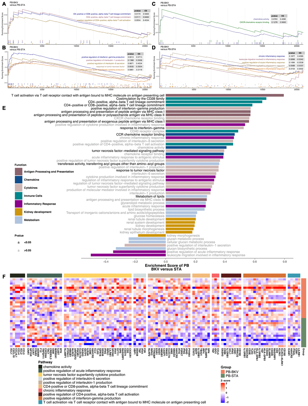 GSEA of hallmark gene sets in PB-BKV and PB-STA data downloaded from MSigDB (GSE47199 and GSE75693). GSEA results for immune cell- (A), cytokine- (B), chemokine- (C) and inflammation-related pathways (D). All transcripts were ranked by the log2(fold change) between PB-BKV and PB-STA. Each run was performed with 1,000 permutations. (E) Differences in pathway activities scored by GSEA between PB-BKV and PB-STA. Enrichment results with significant differences between PB-BKV and PB-STA are shown. The functions of the pathways are shown in the annotations. The black font indicates P  0.05. (F) Heatmap of core genes in enriched pathways (the same as those in Figure 4K, 4L) between PB-BKV and PB-STA.