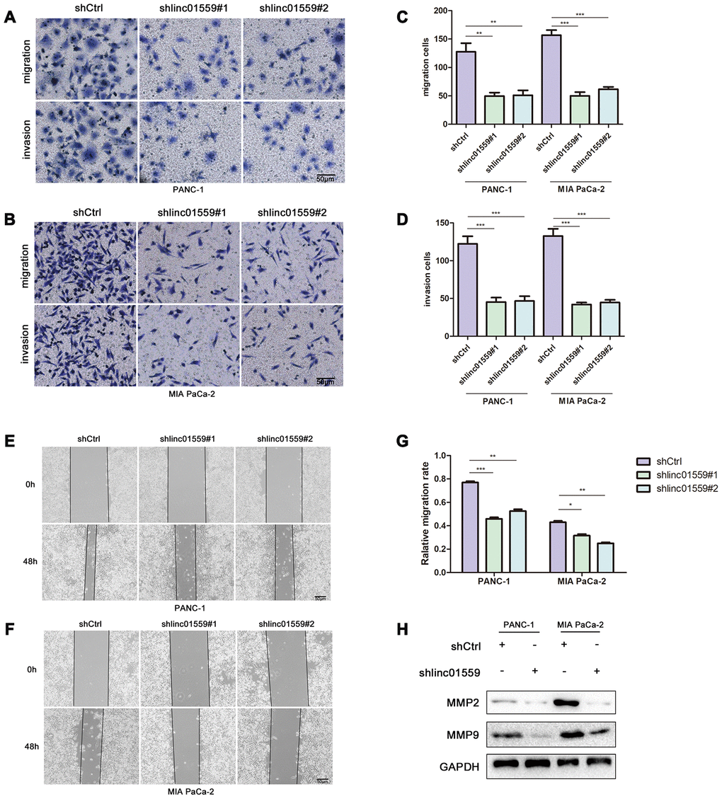 Silence of LINC01559 expression suppressed PC cell migration and invasion. (A–D) The effect of LINC01559 expression on migration and invasion of PC cells by using transwell assay (200×) (bar: 50 μm). (E–G) Wound healing assay demonstrates the suppressed migration ability of shlinc01559 compared to shCtrl in PANC-1 and MIA PaCa-2 cell lines (200×) (bar: 50 μm). (H) Western blotting was used to detect MMP2 and MMP9 in PC cells, which were indexs for migration ability and were reported in previous studies.*p p p 