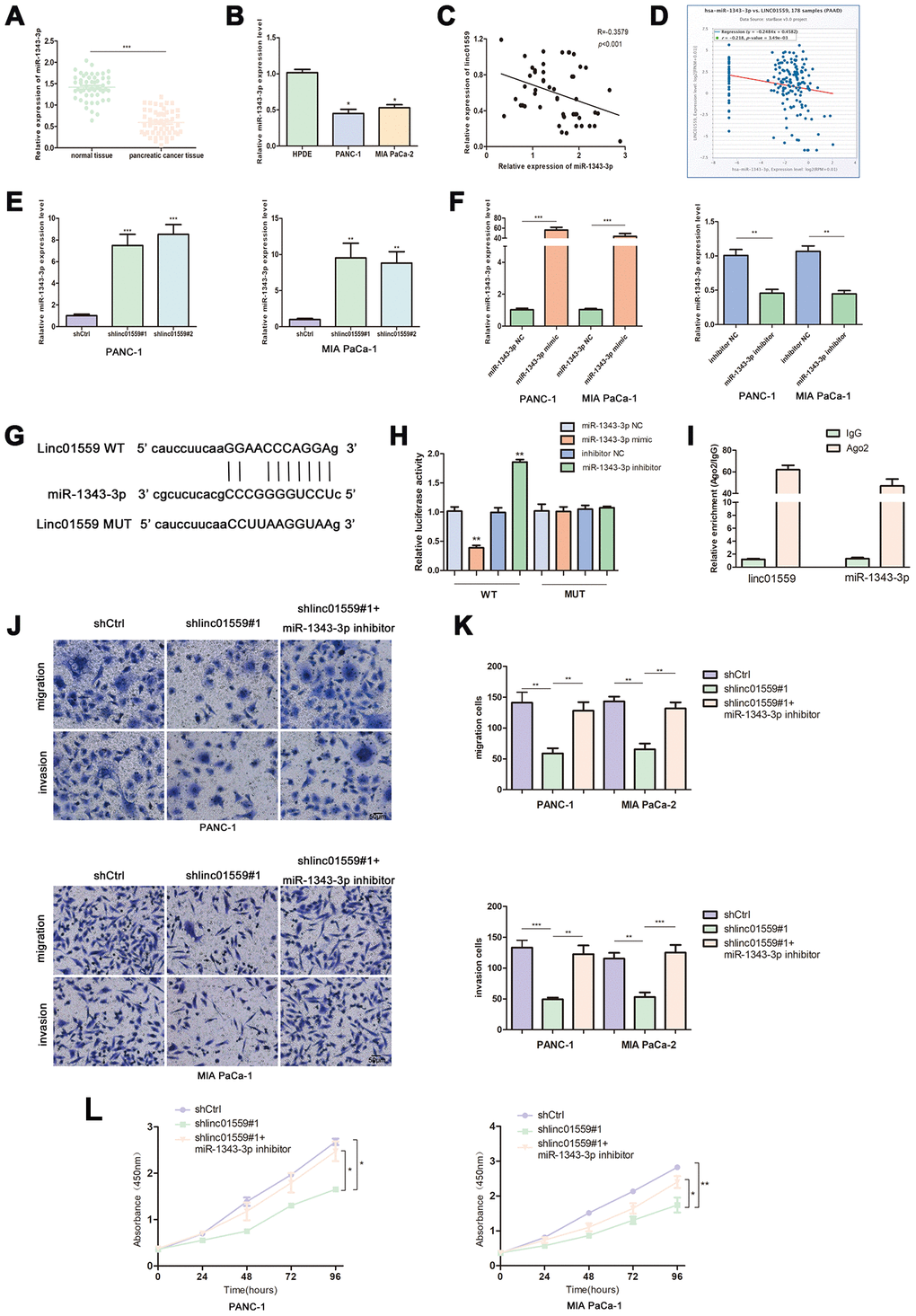 LINC01559 functioned as a ceRNA for miR-1343-3p. (A) RT-qPCR analysis of miR-1343-3p expression in PC tissues and cell lines (B). (C, D) Pearson correlation analysis was used to investigate the correlation between LINC01559 and miR-1343-3p from our data and TCGA. (E) miR-1343-3p expression in shCtrl or shlinc01559 groups. (F) The expression of miR-1343-3p was detected by PCR after transfecting miR-1343-3p mimics or inhibitors in PC cells. (G) The prediction binding site of miR-1343-3p in LINC01559 3’UTR. (H) Luciferase assay and (I) RIP assay were applied to investigate the direct interaction between LINC01559 and miR-1343-3p. (J–L) Functional rescue experiments was performed to verify the effect of miR-1343-3p inhibitor on migration and proliferation in shlinc01559 group. *p p p 