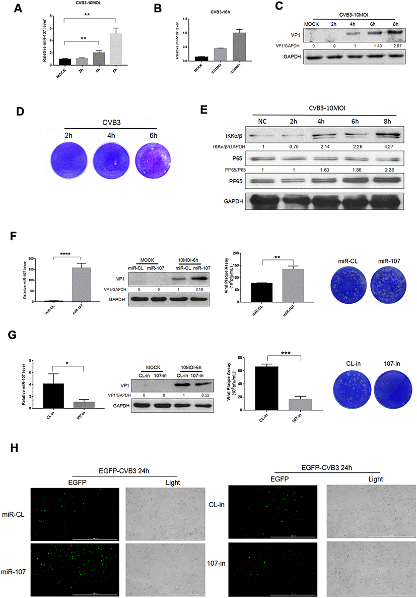(A–B) Hela cells were infected with CVB3 with specified titers at planned time points. Total RNA of the cells were extracted and miR-107 was detected using real-time PCR. (C–E) Hela cells were infected at a certain concentration of CVB3, and viral replication at different time points was observed. (F) The transfection efficiency of miR-107 mimics was analyzed using RT-qPCR, and western blot reflected viral replication at a protein level. Viral titers were determined by plaque assay. (G) The transfection efficiency of miR-107 inhibitors was detected by RT-qPCR, and western blot reflected virus replicated at a protein level. Viral titers were determined by plaque assay. (H) The replication level of EGFP-Iabeled CVB3 was observed in Hela cells which had been transfected with mimics107 or 107-in (magnification, 4×).