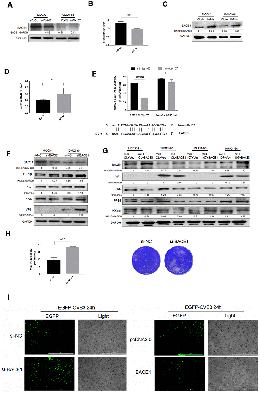 (A–D) MiR-107 targeted BACE1. CVB3 was infected with Hela cells after the transfection with miRNA mimics or inhibitors. Cellular proteins were used for western blot analysis. RT-qPCR was performed to determine the mRNA level of BACE1. (E). Luciferase was adopted to validate downstream BACE1 of miR-107, and Hela cells were co-transfected with BACE1-wt/mut and miR-107 or miR-CL. The activity of firefly and leucinase was calculated by the ratio of double luciferase to leucinase. (F) BACE1 knockdown promoted the phosphorylation of NFκB. Hela cells that were transfected with si-BACE1 were infected with CVB3 virus afterward. Cellular protein expressions of NFκB and p-NFκB were detected by western blot. (G) The overexpression of BACE1 partially reversed the facilitating effect of miR-107 on the production of VP-1 and the phosphorylation of NFκB. The activity of NFκB signaling was detected using western blot. (H) Viral titers were determined by plaque assay. (I) The replication level of EGFP-Iabeled CVB3 was observed in Hela cells which had been transfected with siBACE1 or pcDNA-BACE1 (magnification, 4×).