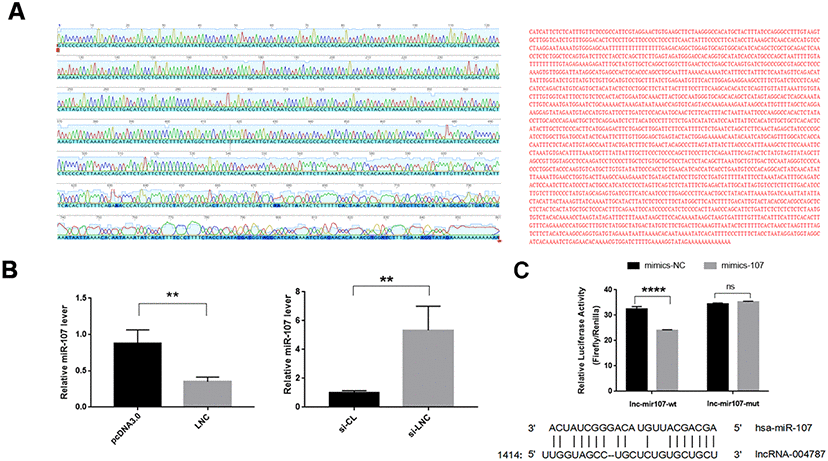 (A) The full length sequencing of IncRNA004787 and partial sequencing signals were presented. (B) RT-qPCR verified that IncRNA004787 targeting to miR-107 manifested a biological role of their interaction. (C) Luciferase was used to verify the targeting of IncRNA004787 to miR-107.