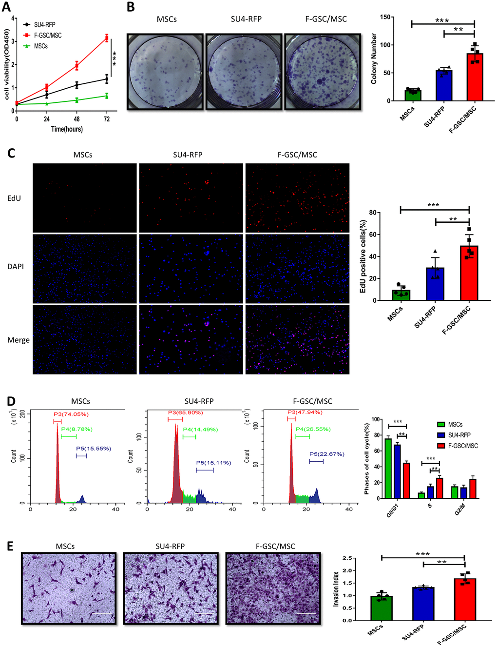 Proliferation and invasiveness are increased in F-GSC/MSCs. Proliferation of MSC-GFPs, SU4-RFPs and F-GSC/MSCs was measured in (A) CCK8 assays, (B) colony formation assays, (C) EdU assays, and (D) cell cycle analyses. (E) Invasiveness of the indicated cells was assessed with Matrigel transwell assays.