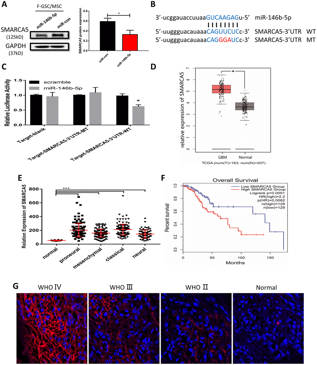 MiR-146b-5p negatively regulates SMARCA5, which is highly expressed in high-grade gliomas. (A) Western blot analysis of SMARCA5 expression in F GSC/MSCs overexpressing miR-146b-5p. (B) Predicted binding site between miR 146b-5p and SMARCA5. Wild type (WT) and mutant (MT) SMARCA5 vectors were constructed for luciferase assays. (C) Luciferase activity indicated miR-146b-5p bound directly to the 3’ UTR of SMARCA5. (D) SMARCA5 expression in glioblastoma and normal tissue from a TCGA dataset. (E) SMARCA5 expression in different glioblastoma subtypes in the TCGA dataset. (F) Overall survival among glioma patients in a low SMARCA5 and high SMARCA5 group. (G) Immunofluorescence analysis of SMARCA5 expression in different WHO grade gliomas.