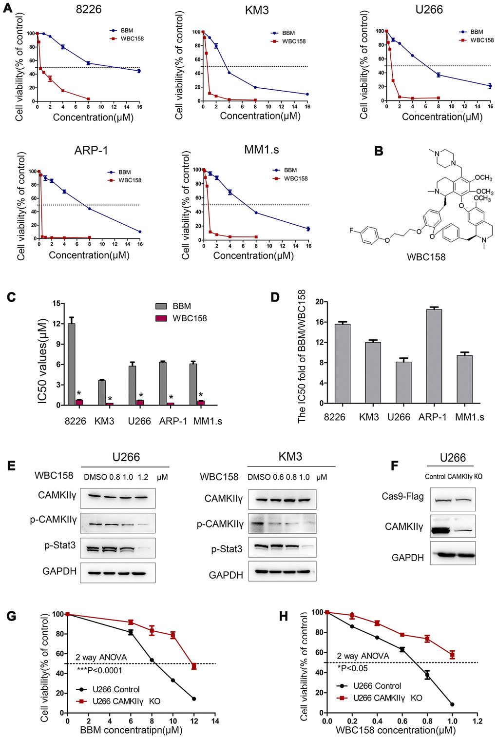 WBC158 exhibited more potent anti-proliferation activity than BBM partially through targeting CaMKIIγ. (A) MM cells were treated with the indicated concentrations of BBM and WBC158 for 72 h. (B) The chemical structure of WBC158. (C) Comparison of IC50 values of BBM and WBC158 in MM cells (*P D) The IC50 value fold of BBM and WBC158. (E) KM3 or U266 cells was treated with WBC158 for 24 h. CaMKIIγ, p-CaMKIIγ and p-Stat3 proteins expression were detected by Western blot. (F) Western blot of U266 cells after DOX-induced CAMKIIγ -KO. CAMKIIγ knockout and the control in U266 cells were treated with BBM (G) or WBC158 (H) at various concentrations for 72h (*P P 