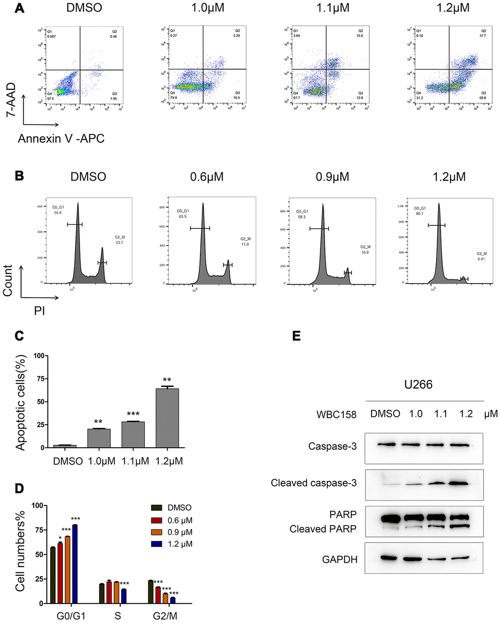 WBC158 induced apoptosis of MM cells and retarded cell cycle progression. U266 cells were incubated with WBC158 at the indicated concentrations for 24h. Representative images of apoptosis (A) and cell cycle (B). Statistical graphs of apoptosis (C, **P P D, *P P E) Western blot of apoptosis-related proteins.