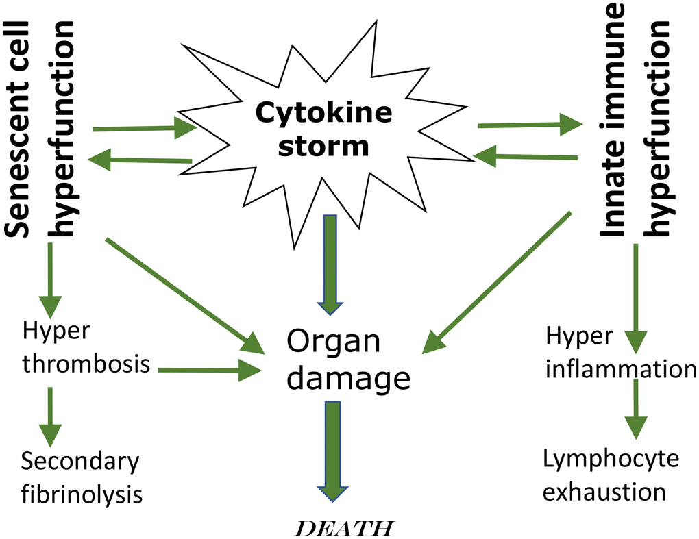 Cytokine storm as a systemic hyperfunction.