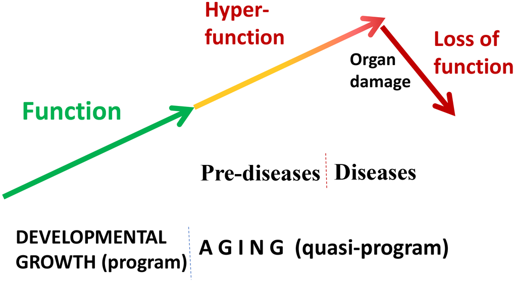 Quasi-programmed hyperfunctional aging. Aging is a continuation of developmental programs that were not switched off upon their completion. An increase in cellular and systemic functions (manifested as pre-diseases and then as diseases) leads to eventual organ damage and secondary loss of function.