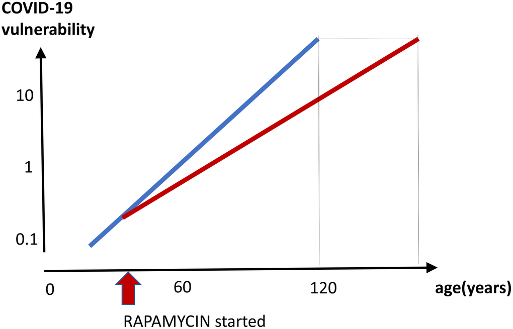 Prevention of COVID-19 vulnerability by staying young. Hypothetical graph in the absence of COVID-19. COVID-19 vulnerability (log scale) increases exponentially with age (blue line). The line ends at age 120, a maximum recorded age for humans. In theory, a continuous rapamycin treatment would slow down an increase of the vulnerability with age (red line). The increase is still logarithmic but at a different slope, because rapamycin slows the aging process. The maximum lifespan, in the absence of COVID-19, is extended because the 100% natural death threshold is achieved later.