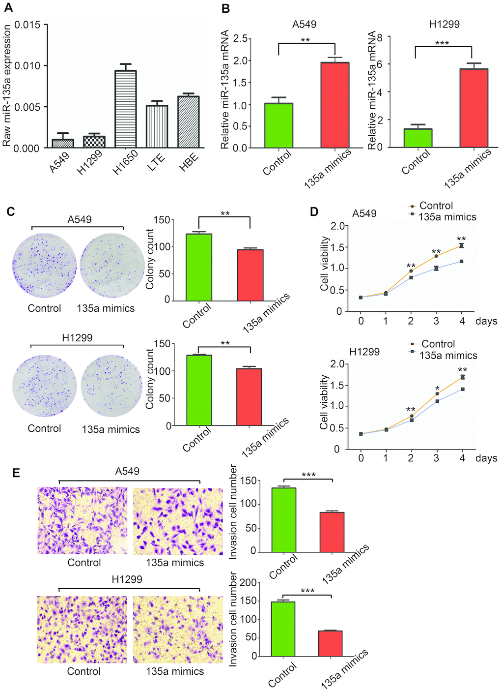 MiR-135a inhibits human NSCLC cell proliferation and invasion in vitro. (A) Real-time PCR was conducted to quantify the endogenous expression of miR-135a in different NSCLC cells. Assays were performed in triplicate, and expression of U6 was used as a normalization control. (B) The effects of miR-135a mimics transfection on A549 and H1299 cells were measured. (C) Assessment of the clonogenic potential of miR-135a-transfected A549 and H1299 cells. The colony forming efficiency of miR-135a mimics-transfected cells was less than that of control cells. (D) The effects of miR-135a mimics on A549 and H1299 cell proliferation were measured by the CCK-8 assay. (E) The invasion assay showed that invasive cells in the miR-135a mimics group were significantly less than those in the control group. Data are expressed as the mean ± sd. * p 