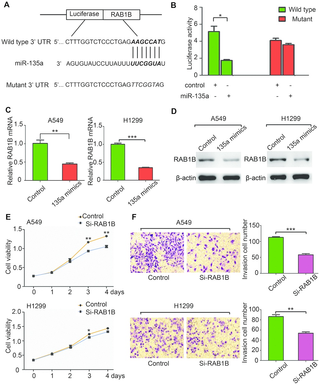 MiR-135a negatively regulates RAB1B and suppresses NSCLC cell growth and invasion. (A) Putative miR-135a-binding sites in the RAB1B 3’UTR. The nucleotide sequence illustrated the predicted base-pairing between miR-135a and the RAB1B 3’-UTR. (B) Luciferase reporter assays demonstrated that the reporter activity of HEK-293T cells decreased by over 50% upon cotransfection of the wild-type RAB1B 3′-UTR reporter construct and miR-135a mimics. (C, D) Real-time PCR (C) and western blotting (D) analysis of endogenous RAB1B expression in A549 and H1299 cells after transfection with miR-135a mimic vectors. (E, F) A549 and H1299 cells were transfected with RAB1B-specific siRNAs and subjected to proliferation (E) and invasion (F) assays as described above. Data are expressed as the mean ± sd. * p 
