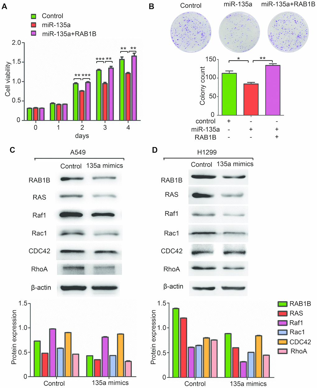 MiR-135a inhibits the expression of multiple components of the RAS pathway. (A, B) Overexpression of RAB1B antagonized the effects of miR-135a mimics on (A) cell viability and (B) colony forming ability. (C, D) Western blotting analysis of the RAB1B and RAS pathway components in (C) A549 and (D) H1299 cells transduced with miR-135a mimics. Due to the overall contrast adjustment, some parts are no background in figure 3C and 3D.