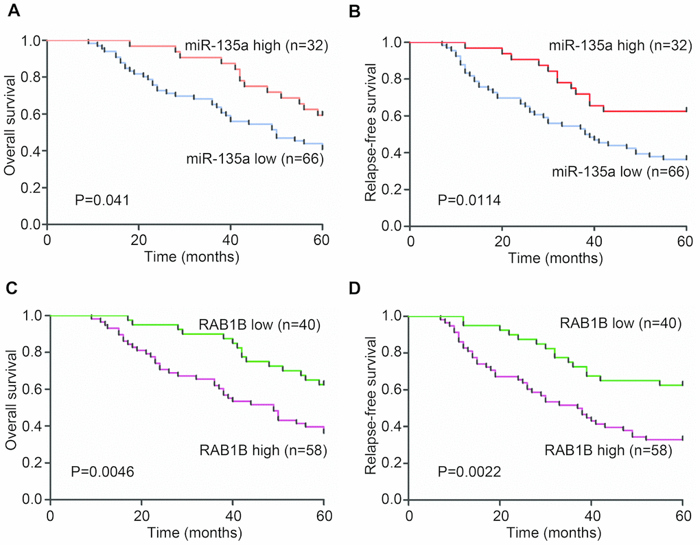 Clinical analysis of the expression of miR-135a and RAB1B in NSCLC patients. Expression levels of miR-135a and RAB1B were examined in serial dissections of primary tumor and para-carcinoma specimens from 98 NSCLC patients who underwent surgical resections. (A, B) Kaplan-Meier plots of (A) overall survival and (B) relapse-free survival in high- and low-risk groups based on miR-135a expression levels. (C, D) Kaplan-Meier estimates of (C) overall survival and (D) relapse-free survival according to RAB1B expression levels. P-values were obtained from log-rank tests.