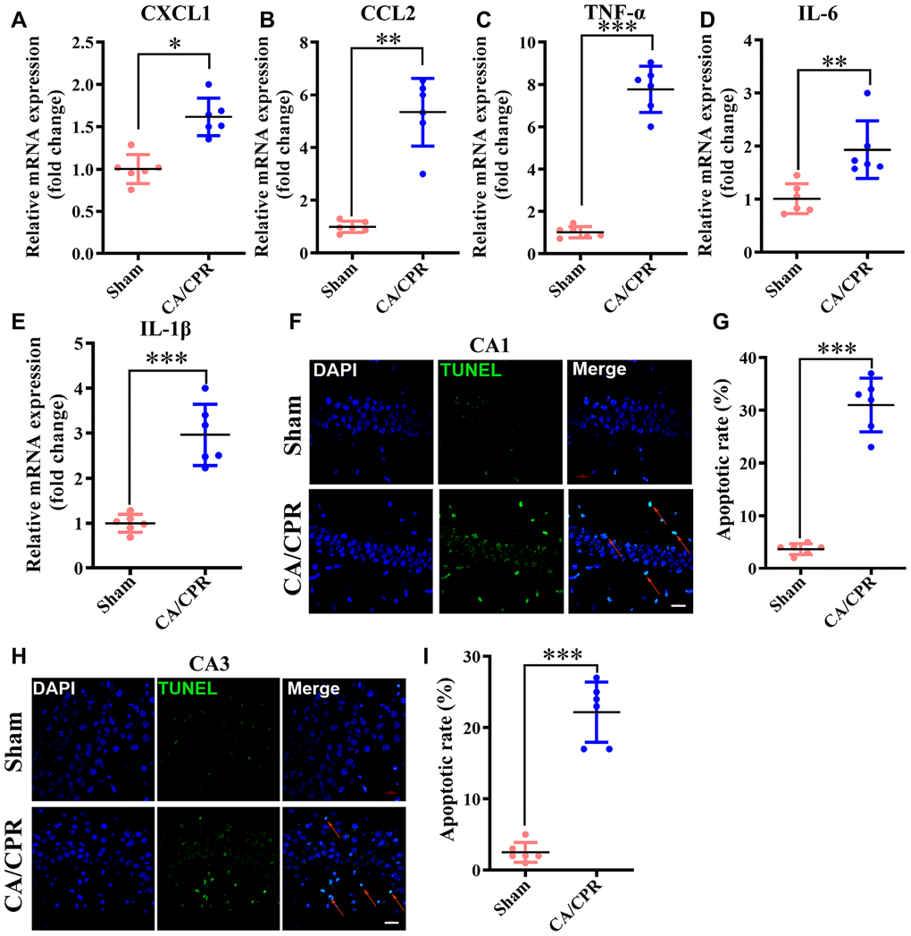 Neuroinflammation and neuronal apoptosis were markedly augmented in the hippocampus following CA/CPR. Hippocampus was collected at 4h and 72h after resuscitation for the detection of neuronal apoptosis and inflammatory cytokines, respectively. (A–E). The levels of CXCL1 (A), CCL2 (B), TNF-α (C), IL-6 (D), and IL-1β mRNA (E). (F). Representative images for TUNEL detection in the hippocampal CA1 subarea. (G). The percentage of TUNEL-positive cells in the CA1 region. (H). Representative images for TUNEL detection in the hippocampal CA3 subarea. (I). The percentage of TUNEL-positive cells in the CA3 region. The cells pointed by the red arrows represent typical TUNEL-positive cells. n = 6 per group. **P ***P 