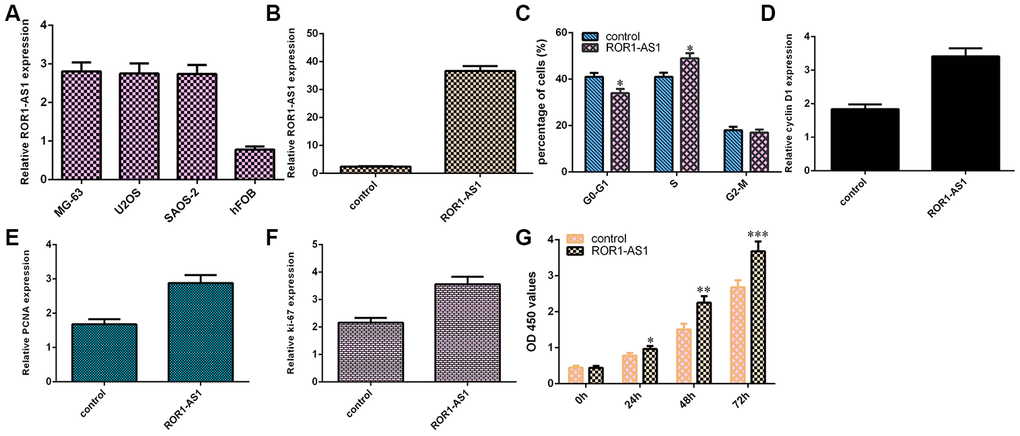 Gain of ROR1-AS1 promoted cell proliferation of osteosarcoma cells. (A) The ROR1-AS1 expression in osteosarcoma cells (MG-63, U2OS and SAOS-2) and hFOB1.19 was detected by RT-qPCR. (B) The expression of ROR1-AS1 in MG-63 cell after transfected with pcDNA- ROR1-AS1 was detected by RT-qPCR. (C) ROR1-AS1 overexpression increased cell cycle in the MG-63 cell. (D) The expression of cyclin D1 was detected by RT-qPCR. (E) The expression of PCNA was measured by RT-qPCR. (F) The expression of ki-67 was analyzed by RT-qPCR. (G) ROR1-AS1 overexpression induced cell proliferation in MG-63 cell using CCK-8 assay. *p