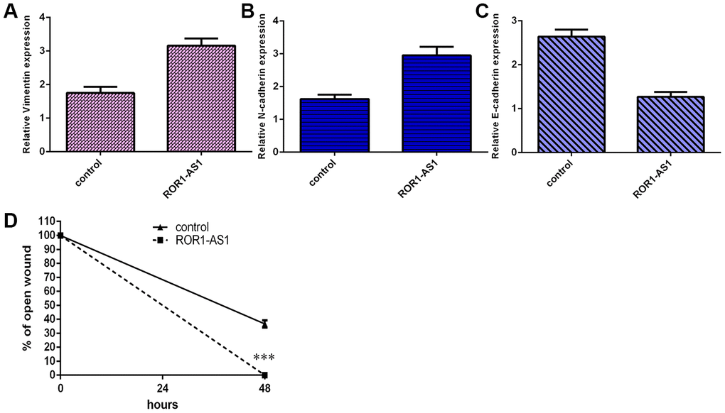 ROR1-AS1 increased cell migration of osteosarcoma cells. (A) ROR1-AS1 overexpression increased vimentin expression in MG-63 cell. (B) Ectopic expression of ROR1-AS1 promoted N-cadherin expression in MG-63 cell. (C) The expression of E-cadherin was detected by qRT-PCR. (D) The relative wound closure was shown. ***p