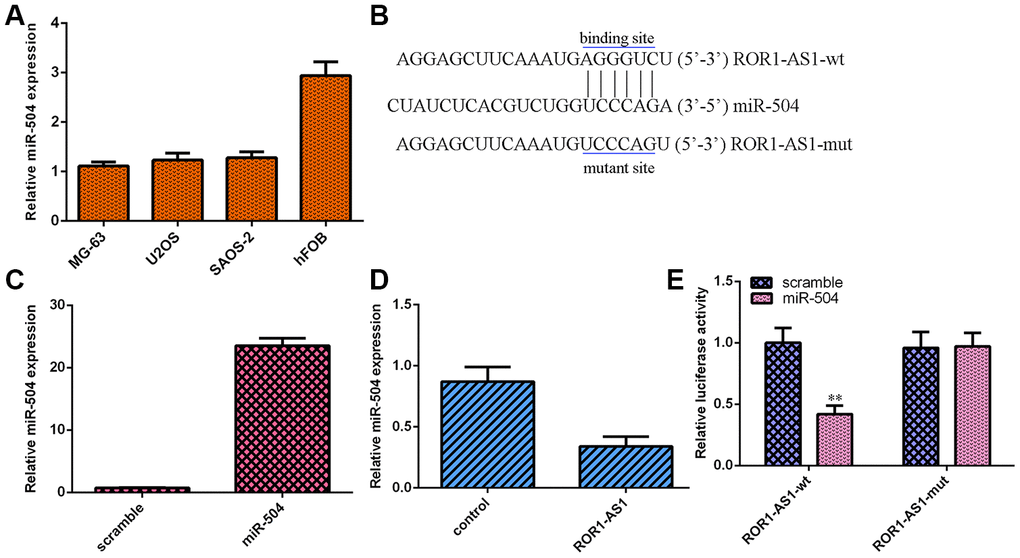 ROR1-AS1 functioned as one sponge for miR-504. (A) The miR-504 expression in osteosarcoma cells (MG-63, U2OS and SAOS-2) and hFOB1.19 was detected by RT-qPCR. (B) ROR1-AS1 has potential binding sites of miR-504 by searching Starbase. (C) The miR-504 expression was detected in MG-63 cell after transfection with miR-504 mimic. (D) Ectopic expression of ROR1-AS1 suppressed miR-504 expression in MG-63 cell. (E) Luciferase activity was impaired in plasmids cotransfected with ROR1-AS1-wt and miR-504 but no change in plasmids cotransfected with ROR1-AS1-mut and miR-504. **p