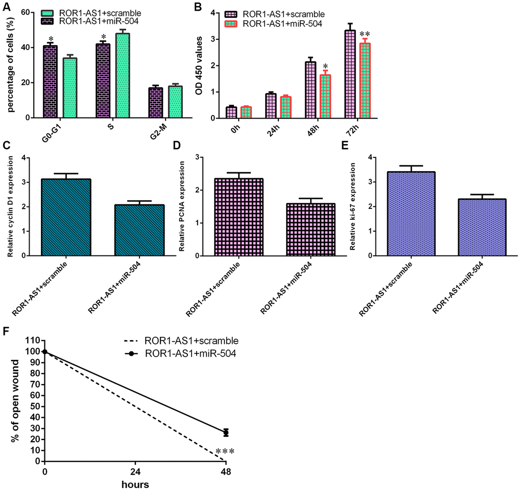 miR-504 overexpression partly abrogated ROR1-AS1-induced effects on osteosarcoma cell migration and proliferation. (A) Overexpression of miR-504 inhibited cell cycle in ROR1-AS1-overexpressing MG-63 cell. (B) Cell proliferation was measured by CCK-8 analysis. (C) The expression of cyclin D1 was detected by RT-qPCR. (D) The expression of PCNA was measured by RT-qPCR. (E) The expression of ki-67 was analyzed by RT-qPCR. (F) The relative wound closure was shown. *p