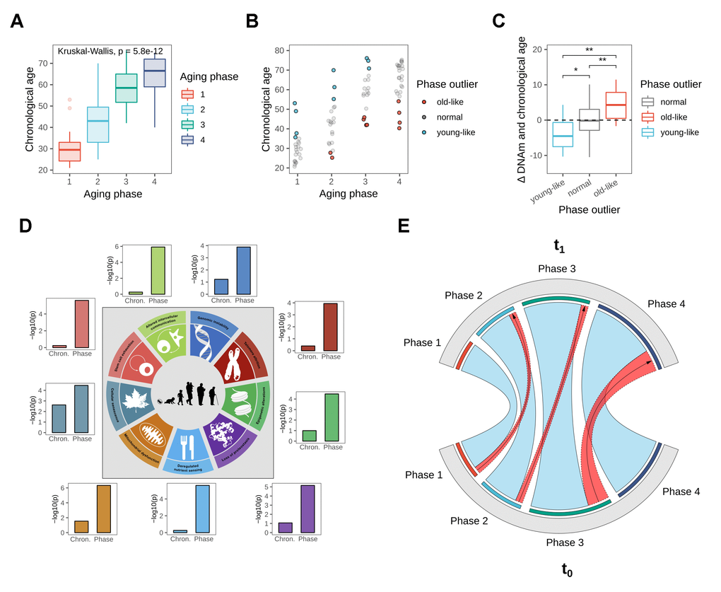 Biological age validation of the identified phases. (A) Boxplot showing chronological age distributions among the four identified aging phases. (B) Chronological age outliers among the aging phases, denoted as “old-like” for subjects that appeared to prematurely cluster into a higher aging phase, and “young-like” for subjects that were classified into a lower aging phase relative to their chronological age. (C) Boxplot showing the deviation of DNAm from chronological age based on aging phase outlier status, revealing a divergence in DNAm aging rate for aging phase outliers. Statistical significance determined using pairwise T-tests. (D) Hallmark of Aging signal strengths in gene expression data, comparing chronological age groups to the biological aging phases. Shown are the adjusted p-values from Anova comparisons, testing the segregation of the groupings among gene set enrichment scores. Figure adapted from the original Hallmark of Aging publication [15]. (E) Longitudinal validation after three-year period. The chord diagram shows aging phase classification of re-invited subjects at both time points, with phase transitions highlighted in red.