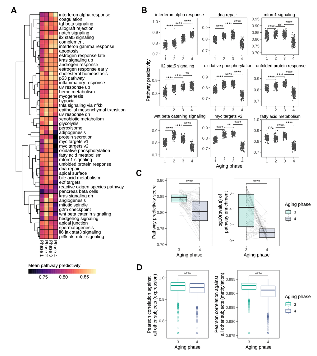 Global loss in pathway predictivity in the transition from mid- to late-life. (A) Heatmap showing the changes in pathway predictivity along the identified aging phases. The predictivities shown are the average predictivities calculated from 100 permutations for every pathway. (B) Scatterplots visualizing the changes in predictivity along the aging phases for selected pathways, several of which show distinctly non-linear patterns. (C) Overall loss in pathway predictivity observed in the transition from aging phase 3 to phase 4 is also detectable using gene set enrichment analysis. (D) Pairwise Pearson correlation between all subjects based on transcriptional and DNA methylation patterns.