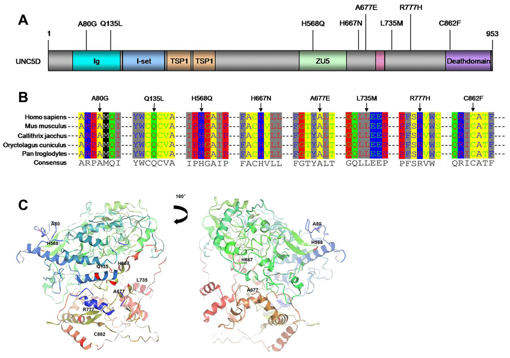 UNC5D mutations in NSCLC. (A) Schematic locations of the UNC5D mutations. All the mutations were missense mutations. (B) Sequence alignment of UNC5D across different species. (C) Spatial structure prediction of UNC5D. The crystal structure of UNC5D was constructed by I-TASSER from the Zhang Lab. Mutations sites are also labeled.