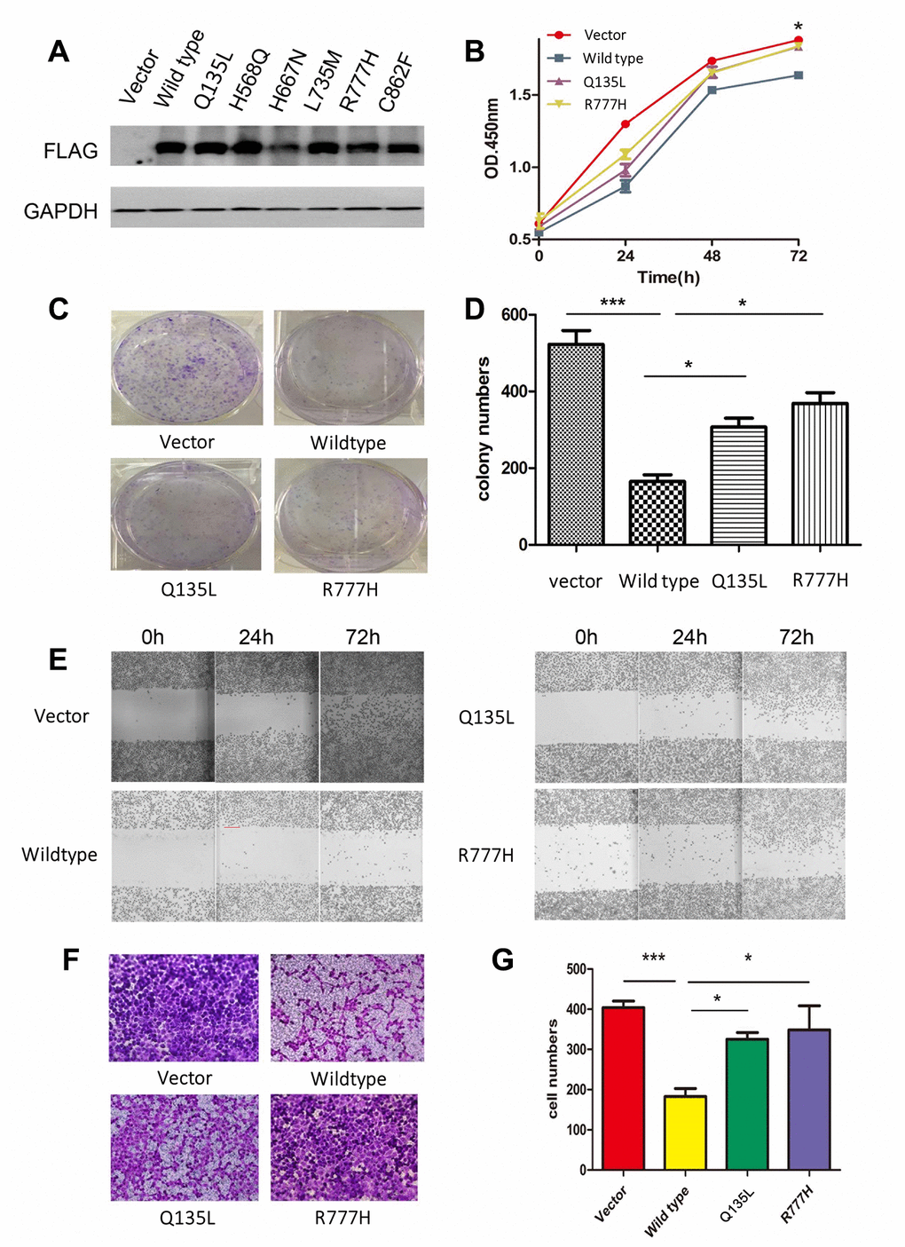 Overexpression of UNC5D inhibits lung cancer growth in vitro. (A) NCI-H1299 cells were infected with viruses harboring control vector, wild-type UNC5D, and UNC5D mutants, and protein expression was analyzed by Western blot. (B) The proliferation of cells overexpressing the vector, UNC5D-WT, UNC5D-Q135L, and UNC5D-R777H was determined by Cell Counting Kit-8 analysis. (C, D) Colony formation assays were conducted to evaluate the effect of UNC5D overexpression on the growth of lung cancer cells. (E) The mobility of UNC5D-overexpressing cells was assessed by wound healing analysis. (F, G) Cell migration analysis was determined by a Transwell assay using cells expressing the vector, wild-type UNC5D, and UNC5D mutants. *P P 