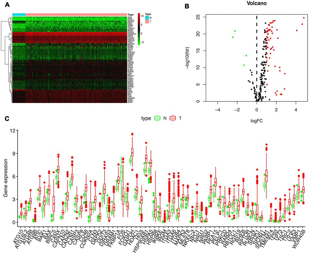 Differentially expressed autophagy-related genes (ARGs) between liver cancer (HCC) and normal liver tissues. Heatmap (A) and volcano map (B) were constructed showing the 62 differentially expressed autophagy-related genes in HCC tissues compared with normal tissue, with red dots representing significantly up-regulated genes, green dots representing significantly down-regulated genes, and black dots representing genes with no significant differences. (C) Expression of 62 ARGs that are differentially expressed in HCC tissues (each red dot represents a distinct tumor sample) as compared with the normal tissues (green dots). The upregulation of a distinct gene was marked as red bars, and the downregulation as green bars.