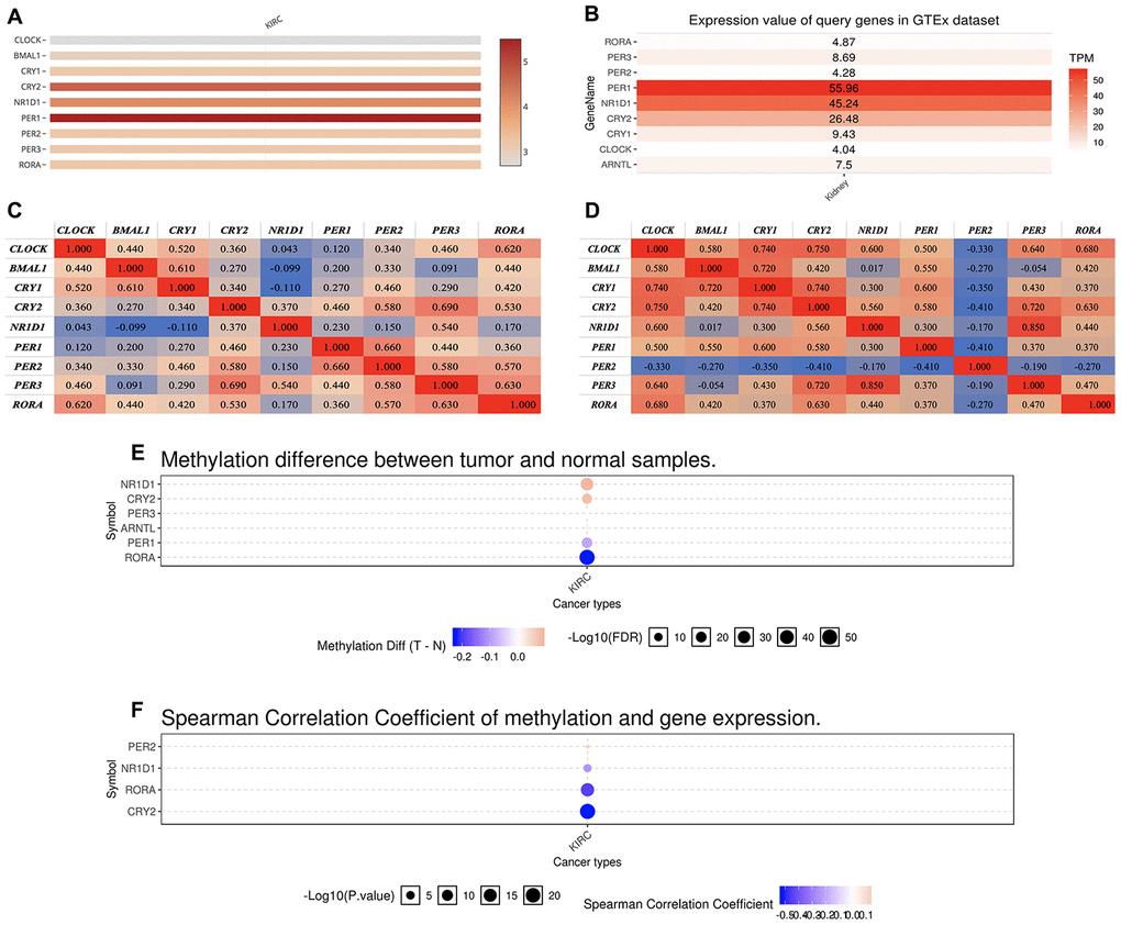 The expression of core circadian clock genes in KIRC tissue and normal tissue. (A) relative expression of circadian clock genes in tumor tissues. (B) relative expression of circadian clock genes in normal tissues. (C) Co-expression of circadian clock genes in tumor tissues. (D) Co-expression of circadian clock genes in normal tissues. (E) The methylation difference between tumors and normal tissues. (F) The methylation level affects the core circadian gene expressions. KIRC, Clear cell renal cell carcinoma.