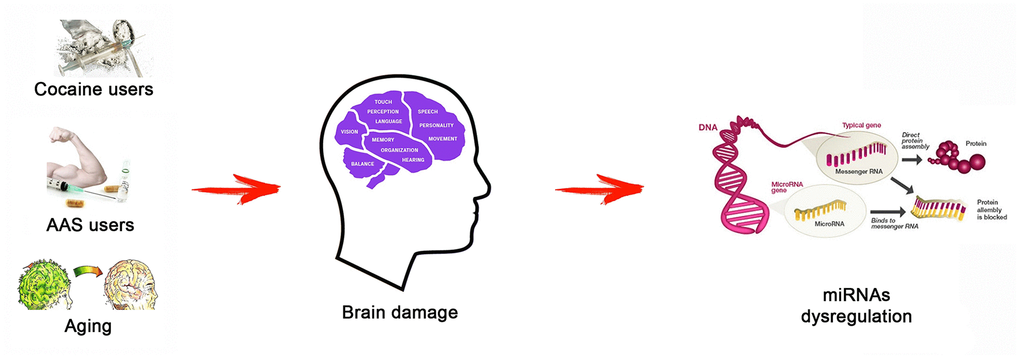 The research hypothesis at the base of this research study: different status (AAS use, cocaine use, and aging) may be associated to brain damage, generating a miRNA dysregulation. Testing the expression values of several miRNAs involved in important brain functions (miR-21, miR-34, miR-124, miR-132, and miR-144), this study aimed highlighting the differences of these molecular biomarkers among the three tested groups.