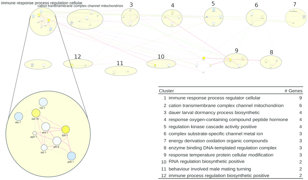 A healthspan pathway map for C. elegans, based on Supplementary Tables 4, 5. See also Figure 1. Gene expression data reflect the effect of rapamycin [38].