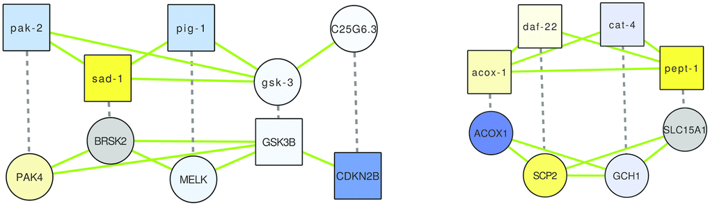 The two alignments demonstrating overlap of (putative) healthspan pathways in human and C. elegans, based on a GASOLINE alignment of the network of genes implicated in health-related gene expression changes in WormBase (top), and in human health based on genetic studies (bottom), and of corresponding orthologs. Dashed edges indicate orthologs, green edges indicate interactions based on GeneMANIA known for the respective species; the node shape is square if the gene originates from the original lists of health genes and it is circular if the gene is an ortholog, and node colors are based on gene expression changes triggered by rapamycin (in case of C. elegans) or by caloric restriction (in case of human), as in Figures 1–3.