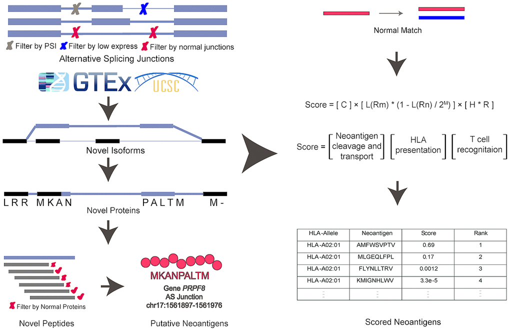 The computational pipeline of ASNEO for identification of AS neopeptides. The ASNEO accepted splice junctions detected by STAR, and then filtered low expressed junctions, low psi junctions, and Normal Junctions. Next, ASNEO inserted the filtered junctions into reference isoforms to generate novel isoforms and translated the novel isoforms to novel proteins by one-frame translation from the translation start site to the stop codon. The filtered novel proteins then were chopped up to 8-11-mer peptides, which were filtered by Normal Proteins. The bind ranks of remained peptides to HLA were calculated by NetMHCpan-4.0 and those peptides whose %rankASNEO integrated an immune score to evaluate the immunogenicity of putative neopeptides with several features, including the mutant peptide-MHC %rank, the normal peptide-MHC %rank, the number of mismatches between the mutant peptide and normal peptide as well as the cleavage probability, the TAP transport efficiency, the hydrophobicity score and the T cell recognition probability of mutant peptide.