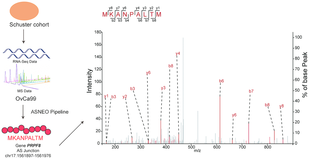 Predicted AS neopeptides from Schuster cohort were identified by mass spectrometry bound to MHC class I. The AS neopeptide MKANPALTM identified in the Schuster cohort originating from gene PRPF8 (chr17:1561897-1561976) was predicted by ASNEO and validated by mass spectrometry in OvCa99 immunopeptidome.