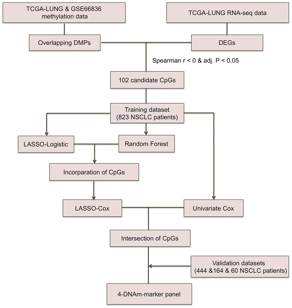 Workflow chart of CpG marker selection. Two DNA methylation (DNAm) datasets and TCGA RNA-seq dataset were used for identifying 102 candidate CpG markers. Based on recurrence-free survival data of the training cohort (823 TCGA NSCLC patients), LASSO-Logistic and Random Forest methods were applied to identify recurrence associated CpG markers. With the incorporation of CpGs identified by two methods above, LASSO-Cox were implemented to select robust DNAm signatures. Using the CpGs overlapped in results of univariate Cox and LASSO-Cox models, the 4-DNAm-marker panel was finally identified and verified in validation cohorts. adj.P: Bonferroni corrected P.