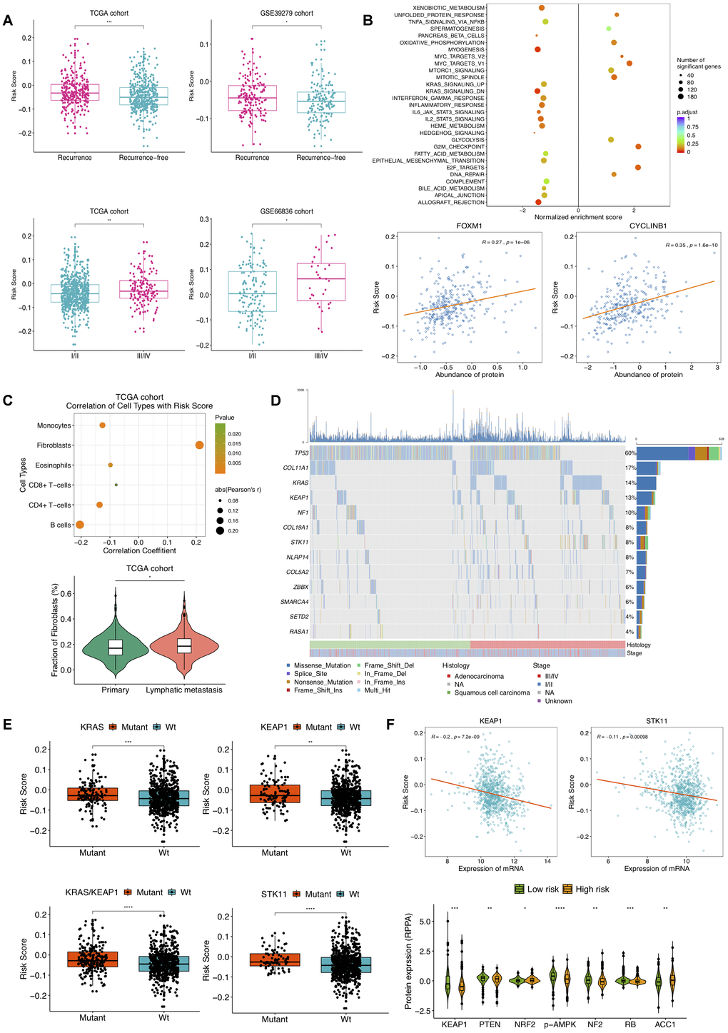 Selected clinical, molecular features and mutations associated with DNAm-based risk score. (A) Relationship of clinical characteristics and the DNAm signature. DNAm-based risk score stratified by different stages and recurrence status from TCGA NSCLC patients (left) and from GSE39279 (top right) and GSE66836 cohorts (bottom right). (B) GSEA on a set of hallmark gene signatures revealing the impact of the identified DNAm signature on cell cycle, proliferation and immune-related pathways (top); DNAm-based risk score strongly correlated to expression of FOXM1 and CYCLINB1 protein (bottom). (C) Relevance of estimated cell-type fractions with risk score (top); The abundance of fibroblasts in NSCLC patients relates to lymphatic metastasis status (bottom). (D) Mutation profile of TCGA NSCLC samples showing 13 SMGs of which mutational proportion correlated with DNAm signature. (E) Association of the DNAm signature with mutation in genes. DNAm-based risk score stratified by mutations in KRAS, KEAP1, STK11 and KRAS/KEAP1 co-mutations. (F) Correlation of DNAm signature with representative gene (top) and protein (bottom) expression.