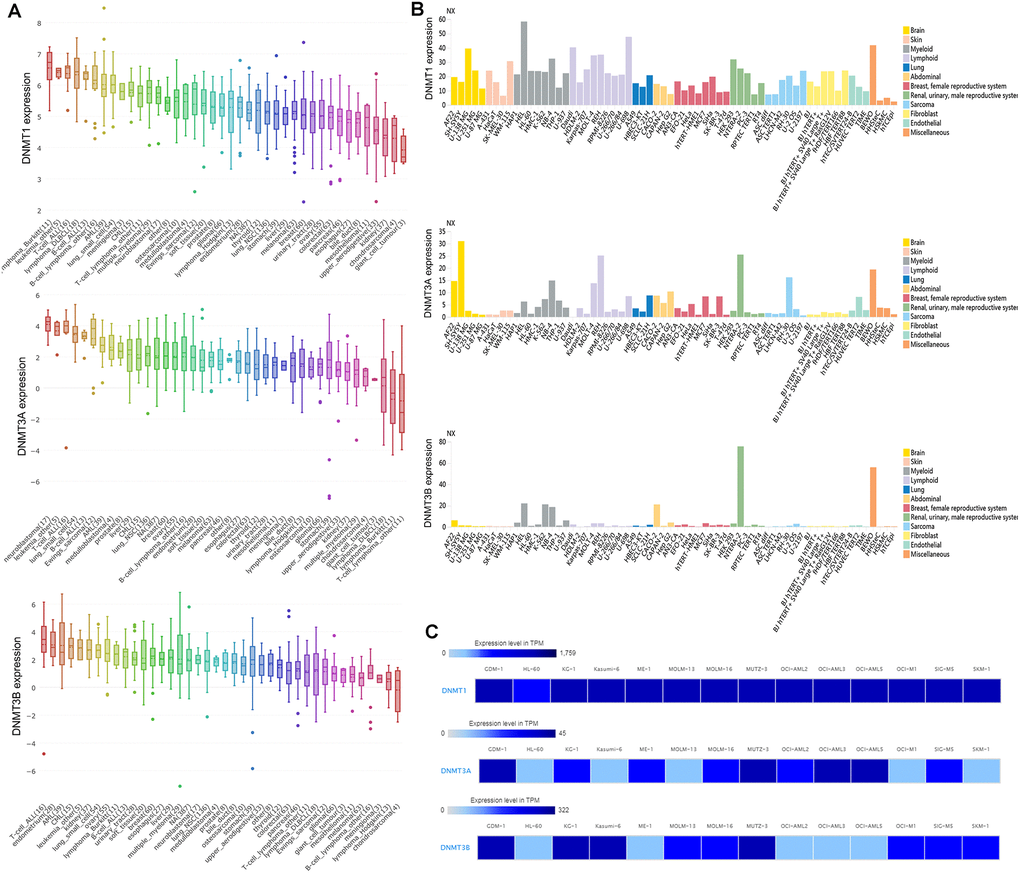 The expression of DNMTs in human cancer cell lines including AML cell lines. (A) The expression of DNMTs in leukemia cell lines, analyzing by Cancer Cell Line Encyclopedia (CCLE) dataset. (B) The expression of DNMTs in leukemia cell lines, analyzing by The Human Protein Atlas (HPA) dataset. (C) The expression of DNMTs in leukemia cell lines, analyzed by European Bioinformatics Institute (EMBL-EBI) dataset.