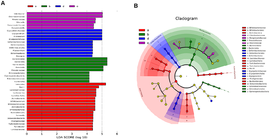 Effect of PSE on gut microflora of type 2 diabetic mice-induced by high-fat diet. The LDA score (A) and profiling of LEFSE (B) analysis. Letters a, b, d, and e in the graph represent 10 mg/kg PSE-treated, 80 mg/kg PSE-treated, the diabetes model, and 140 mg/kg MET-treated groups, respectively.