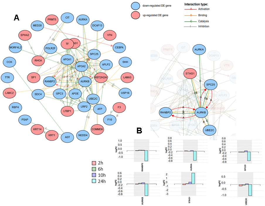 Network analysis including the 125 differentially expressed proteins at 24 h after SARS-CoV-2 in Caco-2 cells. Activation, binding, catalysis, and inhibition regulatory interactions are included. (A) Network with the isolated nodes hidden. (B) Six-protein subnetwork with the interactions for RANBP2, showing the expression changes for each time point for the six proteins.