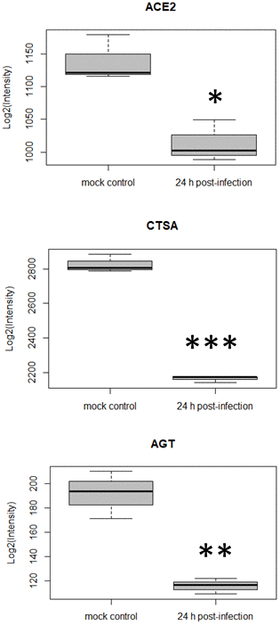 Differential expression for three host cell proteins in the renin-angiotensin system at 24 h post SARS-CoV-2 infection (*p-value 