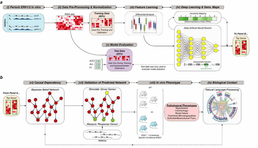 Overview of statistical computing framework for in silico phenotype projection. (a) experimental perturbation of ERK1/2 in human umbilical vein endothelial cells (HUVEC), data processing, feature learning, deep learning, and statistical assessment of model classification performance of single cell RNA-seq data. (b) Bayesian Belief Network analysis (BBN), experimental validation of putative causal gene dependency structure in HUVEC, experimental evaluation of predicted phenotypes in mice, and natural language processing of results. Modified from Figure S5, Ricard et al., JEM 2019.