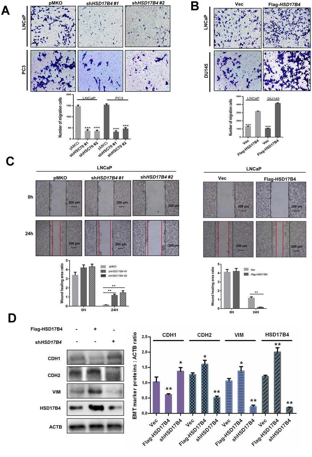 HSD17B4 promotes the migration of PCa cells. (A–B) Knockdown of HSD17B4 inhibits the migration of PCa cells, while HSD17B4 overexpression promotes cell migration. LNCaP, DU145 and PC3 stable cells were treated as indicated and analyzed by migration assays in 24-well chambers without Matrigel. Quantitative analysis of cell migration was performed by ImageJ. (C) Knockdown of HSD17B4 inhibits migration of PCa cells, while HSD17B4 overexpression promoted cell migration. LNCaP, DU145 and PC3 stable cells treated as indicated were analyzed by a wound-healing assay. Scale bars: 200 μm. Quantitative analysis of the wound healing area was performed by ImageJ. (D) Knockdown of HSD17B4 increases CDH1 but decreases CDH2 and VIM in LNCaP cells, while HSD17B4 overexpression induces the inverse results (left panel). Protein levels of CDH1, CDH2, VIM and HSD17B4 were normalized against ACTB, *denotes P**denotes P 
