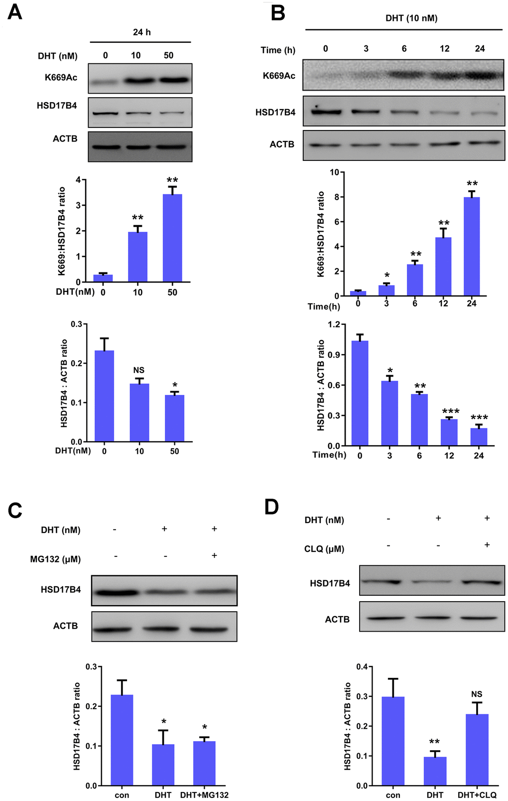 K669 acetylation of HSD17B4 promotes its degradation in PCa cells. (A) DHT treatment increases HSD17B4 K669 acetylation levels but decreases endogenous HSD17B4 protein levels in a dose-dependent manner. LNCaP cells were either untreated or treated with DHT at different concentrations as indicated. The K669 acetylation level and the protein steady-state level of HSD17B4 were determined by western blotting and normalized against ACTB (upper panel). The relative K669 protein level compared with the HSD17B4 level (middle panel) and relative HSD17B4 protein level compared with the ACTB level (lower panel) were quantified. *denotes P B) DHT treatment increases HSD17B4 K669 acetylation while decreasing its protein in a time-dependent manner. The HSD17B4 acetylation level and protein level were determined by western blotting after treatment with DHT for different lengths of time, as indicated in LNCaP cells (upper panel). The relative K669 protein level compared with the HSD17B4 level (middle panel) and relative HSD17B4 protein compared with the ACTB level (lower panel) were quantified. *denotes P **denotes P C) HSD17B4 is not degraded by the ubiquitin proteasome system (UPS). LNCaP cells were treated as indicated, and HSD17B4 protein levels were analyzed by western blotting (upper panel). Relative HSD17B4 protein compared with the ACTB level was quantified. *denotes P D) The lysosome inhibitor chloroquine (CLQ) restores HSD17B4 protein that was reduced by DHT treatment. LNCaP cells were treated with the lysosome inhibitor CLQ, and the HSD17B4 protein level was analyzed by western blotting (upper panel). The relative HSD17B4 protein compared with the ACTB level was quantified. **denotes P 