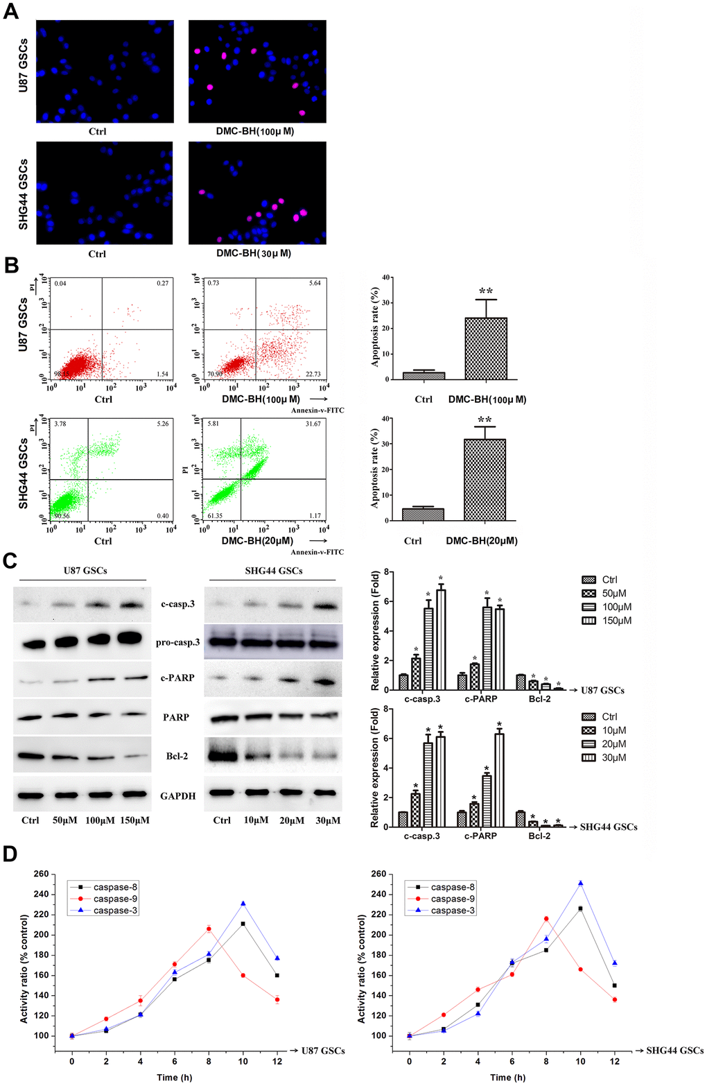 DMC-BH induces apoptosis in GSCs. (A) Morphological changes associated with apoptotic cell death analyzed by TUNEL staining. Red nuclear staining indicates apoptosis, while blue staining suggests normal nuclei. (B) Apoptosis analyzed using Annexin V-FITC/PI-staining flow cytometry. (C) Western analysis of apoptosis-related proteins caspase-3, PARP, and Bcl-2. (D) Caspase-3, -8 and -9 activity measured by ELISA.