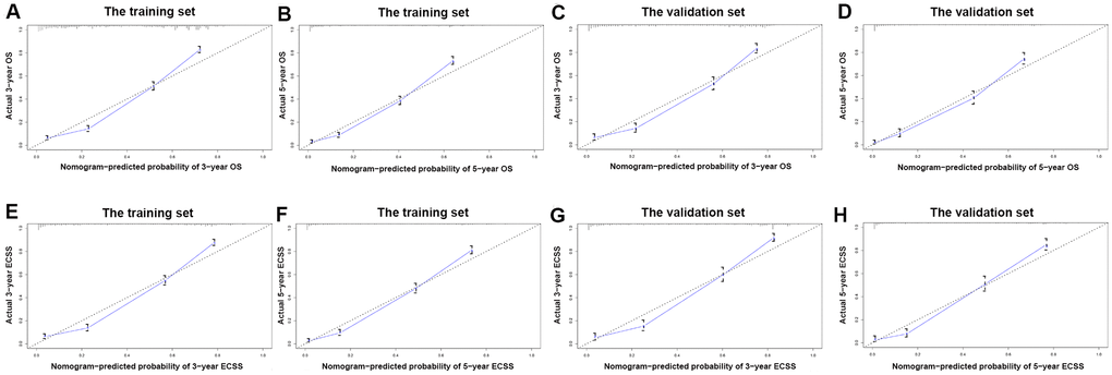 The calibration curve for predicting patient survival. (A) at 3-year OS in the training set; (B) at 5-year OS in the training set; (C) at 3-year OS in the validation set; (D) at 5-year ECSS in the validation set; (E) at 3-year ECSS in the training set; (F) at 5-year ECSS in the training set; (G) at 3-year ECSS in the validation set; (H) at 5-year ECSS in the validation set.