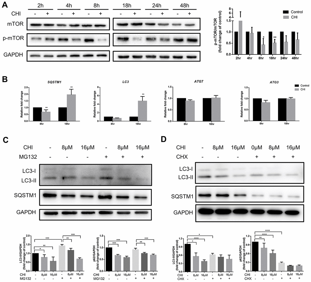 Chidamide inhibits autophagy in mTOR-independent way by post-transcriptionally regulation in CLL cells. (A) The effect of chidamide on the PI3K/AKT/mTOR pathway was assessed in MEC-1 cells by immunoblotting through the analysis of the phosphorylation status of mTOR during time course in presence or absence of chidamide (CHI, 16μmol/L). The bar graph showed the relative expression level of p-mTOR/mTOR with respect to the control groups. (B) The effect of chidamide on modulating autophagy gene expression in transcriptional level. MEC-1 cells were treated with chidamide (CHI, 16μmol/L) for 8 or 18 hours, then autophagy-related genes LC3, SQSTM1, ATG7, and ATG3 were determined by qRT-PCR. ΔCt was used to measure statistical significance and the results were shown in the bar graphs. (C, D) MEC-1 cells were treated with chidamide (CHI, 8 or 16μmol/L) alone or in presence of MG132 (20μmol/L) or cycloheximide (CHX, 20μmol/L), collected after 24 hours and immunoblotted with antibodies against LC3 and SQSTM1. The bar graphs showed the expression level of proteins with respect to the control groups.